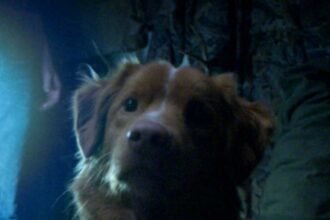 Good Boy